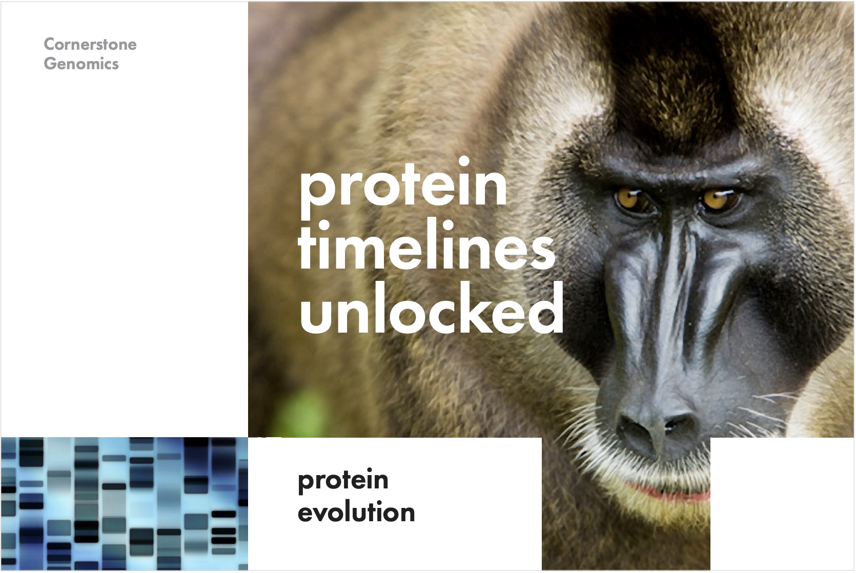 Protein Timelines Unlocked